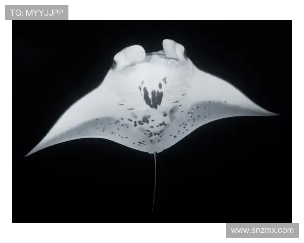 《深海之战3D》:潜入蔚蓝深渊,执掌海洋霸权,一场视觉与策略的巅峰盛宴!