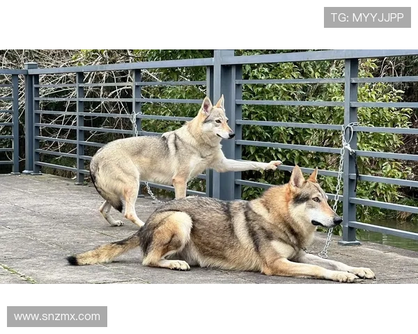 狼与狗的时间:一场关于自由与忠诚的史诗 狼与狗的时间:一场关于自由与忠诚的史诗